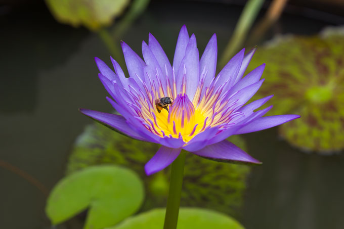 Blue Water Lotus 680