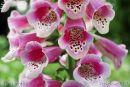 RE02foxglove