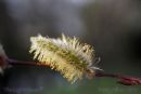 RE04pussywillow