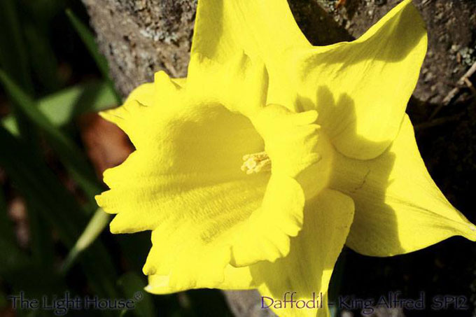 daffodil 680