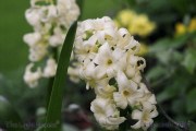 SP19hyacinth