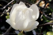 SP23magnoliawhite