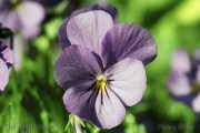 SP25pansy