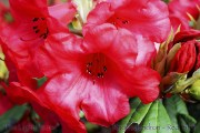 SP31rhododendronred