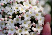 SP37viburnum