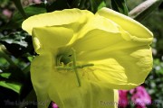 SU10eveningprimrose